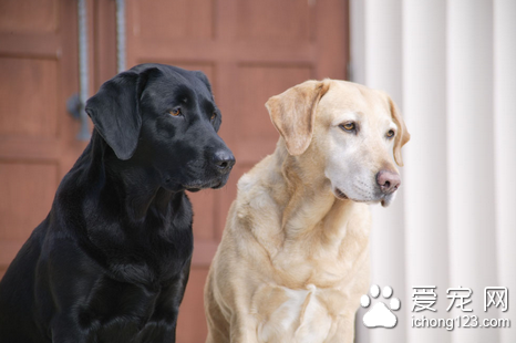 狗心肌炎症状是什么 加强护理促进心肌代谢