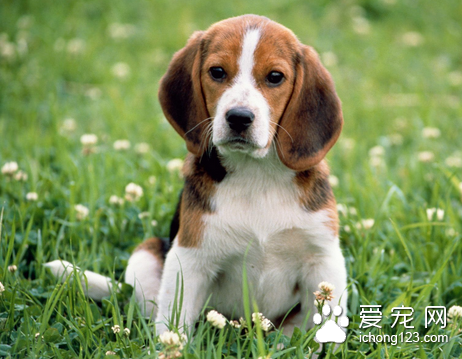 怎么治疗狗狗肺炎 对症治疗提高机体抗御力