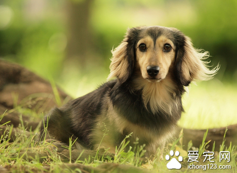 狗狗感冒了怎么办 改善饲养管理条件