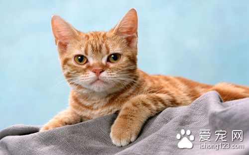 猫怎么洗脸 猫洗脸平时需要注意的主要事项