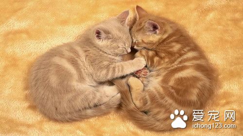 猫流产怎么办 猫流产需要注意的主要事项