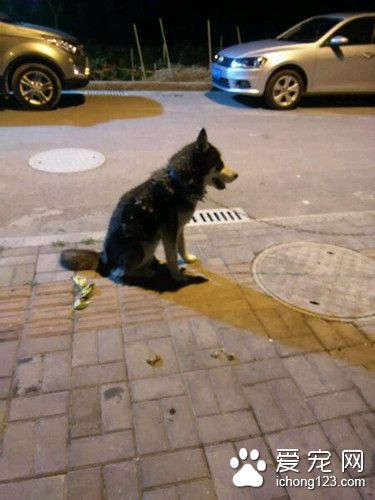 狗狗被拴在路灯下面 狗狗的遭遇让人很心疼