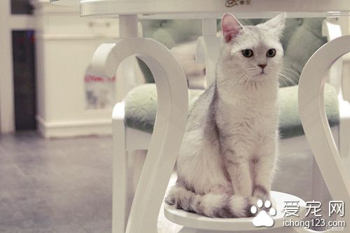 猫患病症状 猫患病的十大特征以及病因