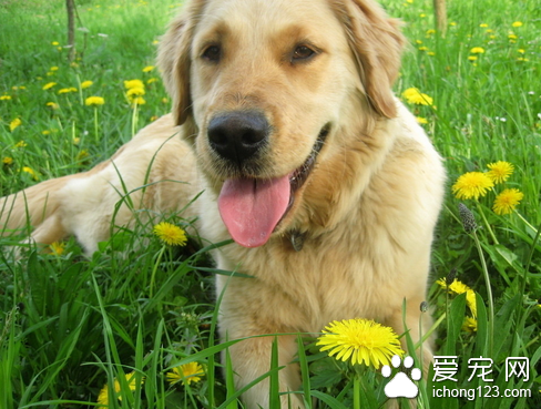 小狗便秘怎么办 可疏通肠管促进排粪