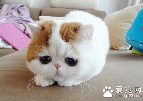 猫生产前的征兆 猫临产前可能出现的哪些征兆