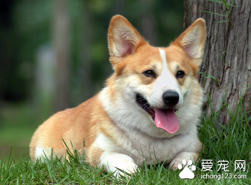 狗狗心力衰竭怎么办 加强护理增强心肌收缩力