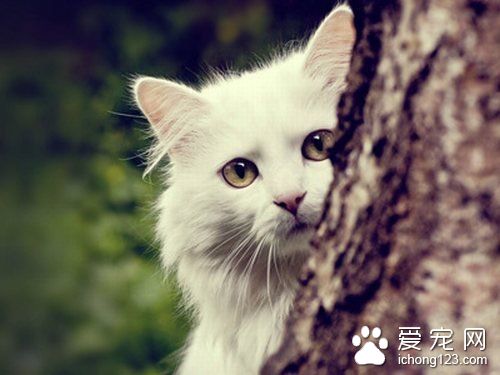 猫毛皮屑过敏 猫毛皮护理需要注意的事项