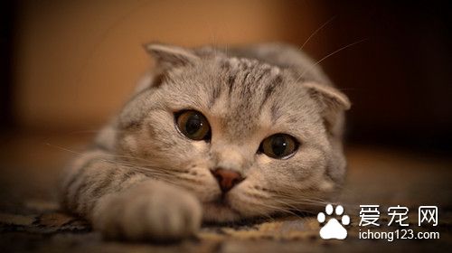 猫跳蚤怎么办 如何为猫防跳蚤需要注意的事项