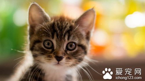 猫怎么除口臭 在家中猫臭需要注意的事项