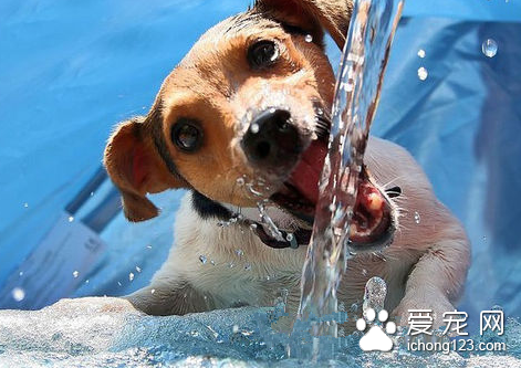 狗狗缺乏维生素怎么办 改善狗狗饲养管理