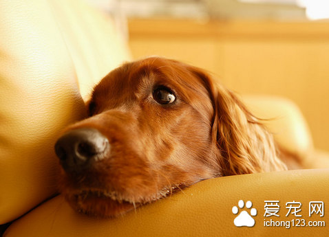 狗狗得了肠套叠怎么办 可用镇静灌肠等方法