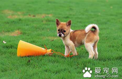 狗不育症是什么 详解母犬公犬不育症的知识