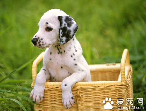 狗狗得了鼻炎怎么办 除去病因置于温暖环境