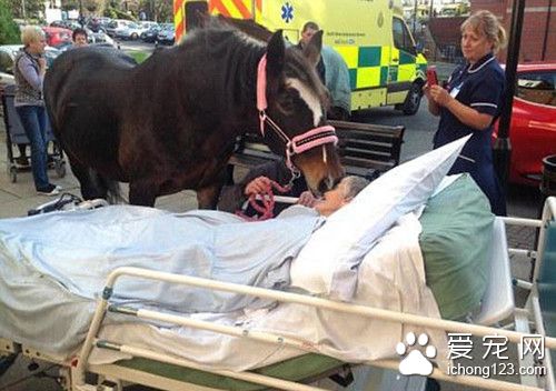 美退伍老兵生命垂危见爱马最后一面