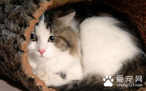 猫发情的声音 猫发情的时候有什么表现