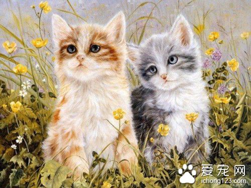 猫去毛球 猫去除毛球需要注意的主要事项