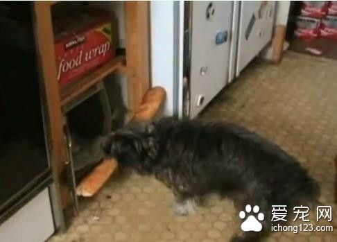 小狗偷了一个面包 开心地叼回窝里私藏