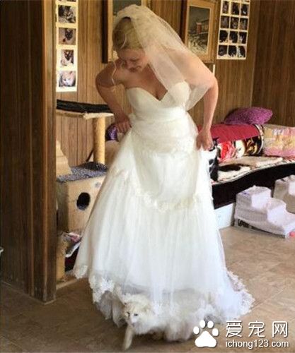 顶级“猫奴”的婚礼 1100只猫见证了他们的爱情誓言