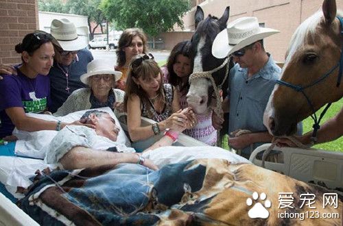 美退伍老兵生命垂危见爱马最后一面