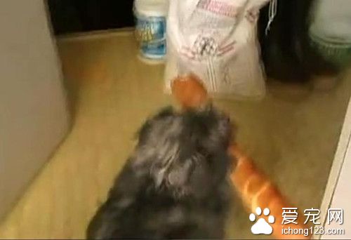 小狗偷了一个面包 开心地叼回窝里私藏