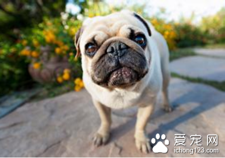 狗狗受伤了怎么办 新伤与旧伤的处理方式不同