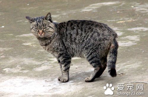 猫发情了怎么办 猫情窦初开需要注意的事项