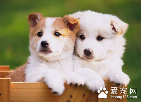 狗狗脓肿处理 详解狗狗脓肿的处理方法