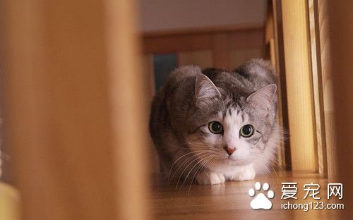 猫怎么剪指甲 猫剪指甲需要注意的主要事项