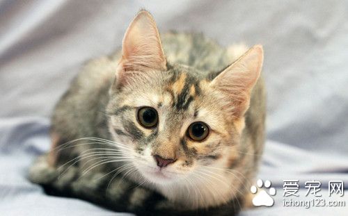 猫怀胎征兆 照顾好怀孕的猫需要注意的事项