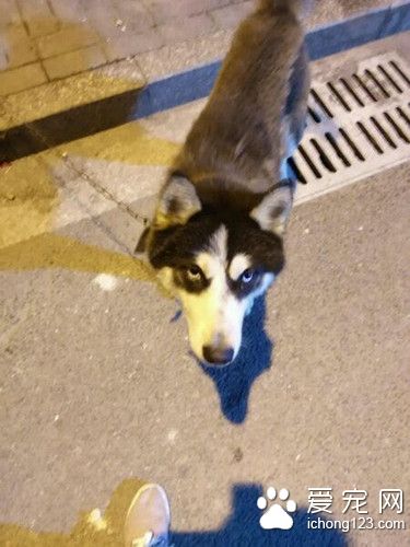 狗狗被拴在路灯下面 狗狗的遭遇让人很心疼