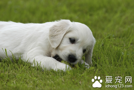 狗狗肝炎的治疗方法 增强肝脏解毒功能