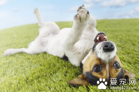 狗狗骨折了怎么办 紧急教护固定受伤部位