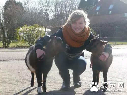 这个外国妹子好强大 把农场里的鸡和羊都训练成狗狗