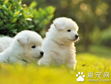 狗狗得了佝偻病怎么办 药物治疗加强饲养管理