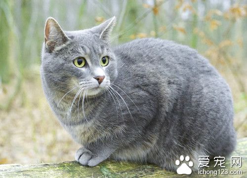 母猫吃小猫 母猫吞食亲生仔的原因及预防方法
