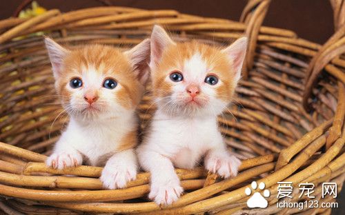 猫怎么洗澡 猫洗澡在平时需要注意的事项