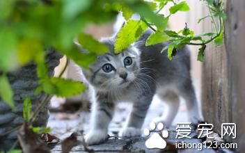 猫绝育的好处 猫猫绝育需要注意的事项