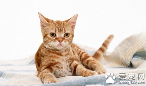 怎么给猫接生 给猫接生需要注意的主要事项