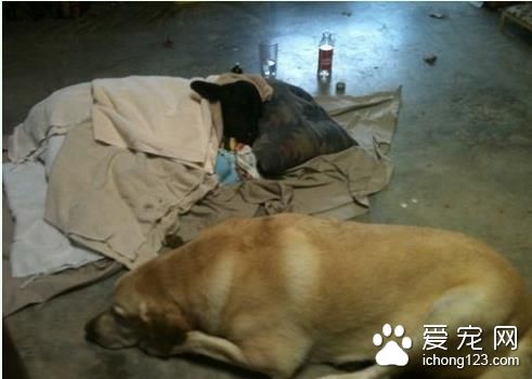 拉布拉多看到一只病倒的小黑牛 竟当起了贴心妈咪