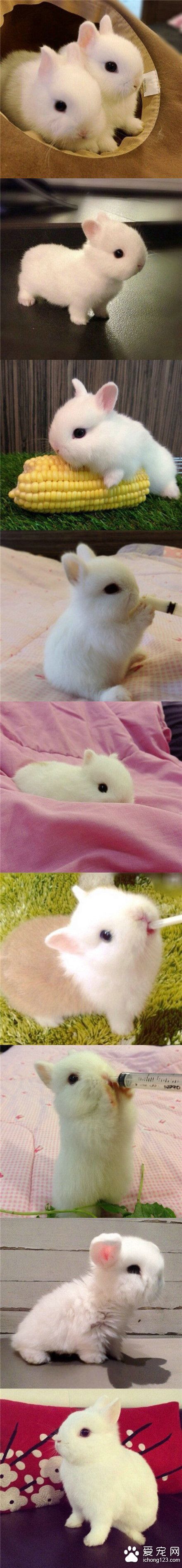 我去，短腿短耳，这还是兔子吗？