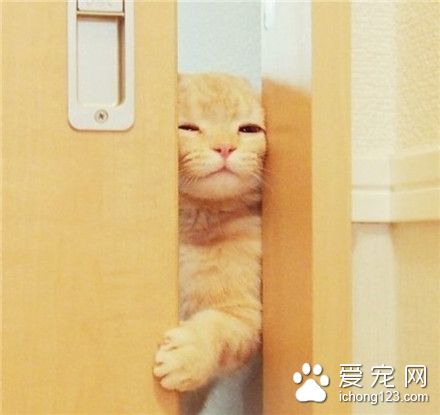 朕担心你掉进马桶里了，看着你拉！