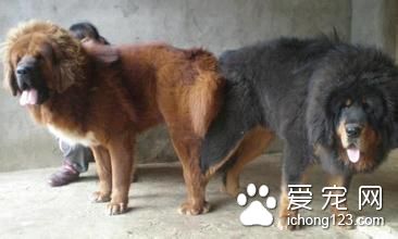 千万身价藏獒如今白送竟没人要 真相让人大跌眼镜