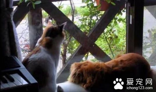 家里的喵咪因为过老去世 狗狗的反应让人心碎