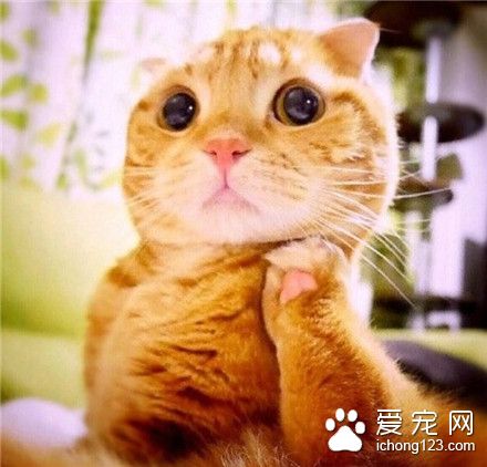 不要这样看着我。猫咪大人，快受不了了~~