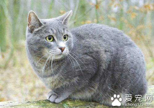 猫细菌感染 猫沙门氏菌病的防治方法