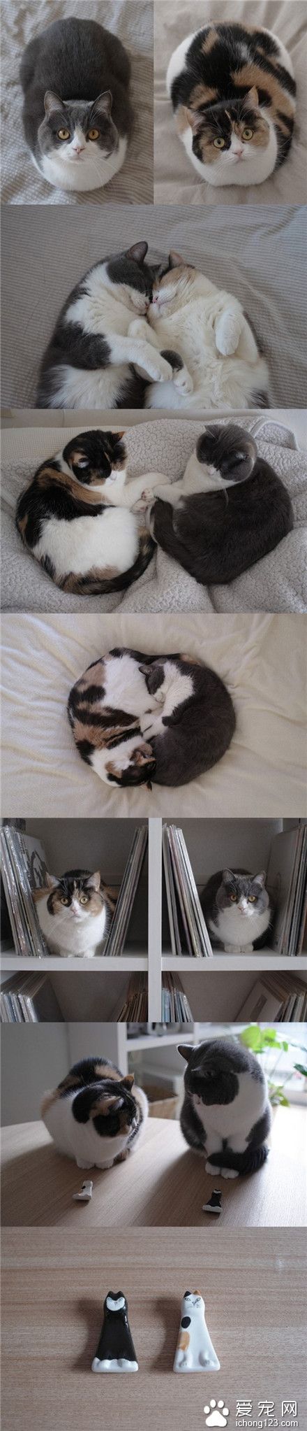 好有爱的猫兄妹~