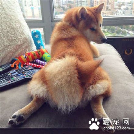 汪星人销魂的屁股，萌狗狗来袭~~