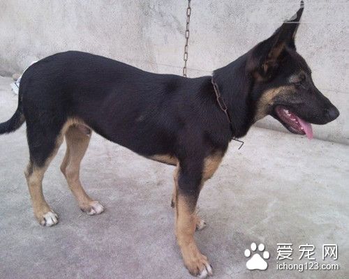 吃错老鼠药还能自己解毒的草狗 真正的神犬