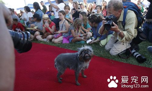 世界最丑狗比赛在美加州举行 各款狗狗比拼“天然丑”
