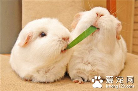 呜~不要抢，这是我的~